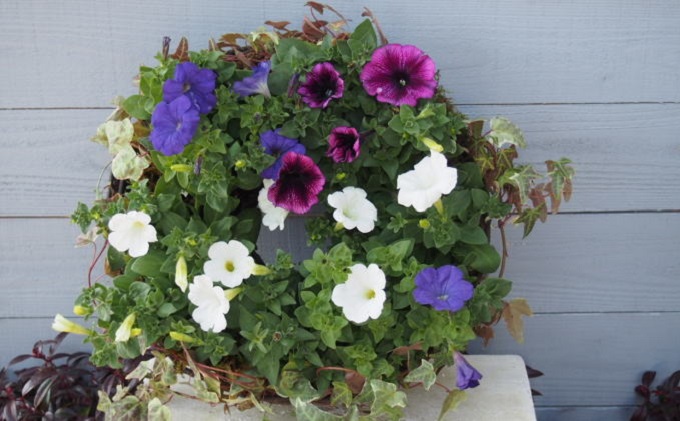 福岡県朝倉市のふるさと納税 花 季節のお花 サークルハンギング 植物 インテリア