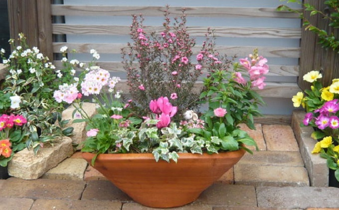 福岡県朝倉市のふるさと納税 可愛いピンクのお花たっぷりの寄せ植え