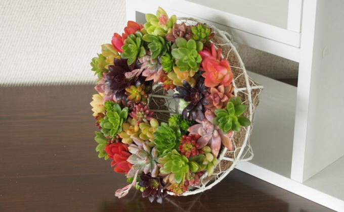 多肉植物 円形アレンジメント 30cm リース 多肉 寄せ植え サークルハンキング 植物 アレンジ 丸型リース 植物