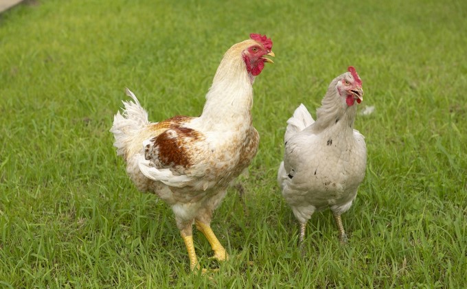 福岡県朝倉市のふるさと納税 はかた地どりプレミアム水炊きセット 鍋セット水炊き 鶏肉水炊き