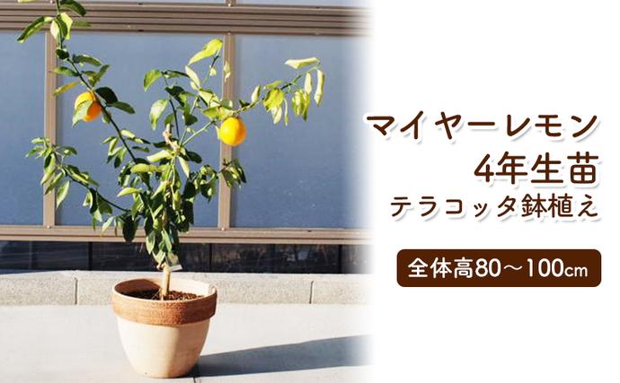 ふるさと納税・レモンの木鉢植え（大きめサイズ）テラコッタ鉢・苗木・れもん・檸檬・Lemon・大きいサイズ・観葉植物・ガーデニング・花・実・香り