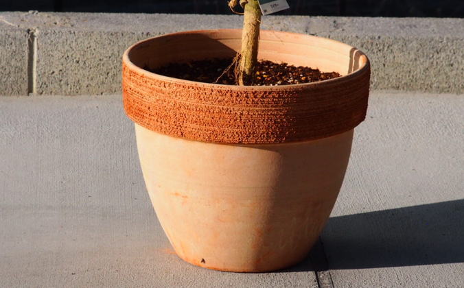 ふるさと納税・レモンの木鉢植え（大きめサイズ）テラコッタ鉢・苗木・れもん・檸檬・Lemon・大きいサイズ・観葉植物・ガーデニング・花・実・香り