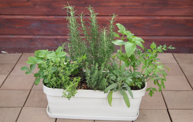 ハーブ 7種 フレッシュハーブ 香りの寄せ植え 白鉢 受皿付き 植物