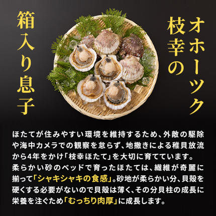 北海道枝幸町のふるさと納税 数量限定 正規品【枝幸ほたて】たっぷり41～60粒！ 冷凍ほたて貝柱 1kg［プロも認めるオホーツクブランド］枝幸漁協【 刺身 帆立 ほたて ホタテ 超目玉 魚貝 魚貝 貝 北海道 オホーツク 枝幸 】