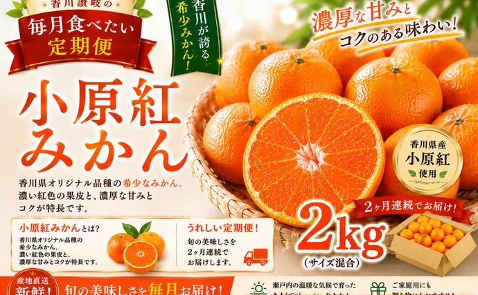 香川讃岐の毎月食べたい定期「小原紅みかん 