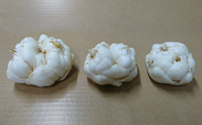 十勝幕別 忠類ゆり根 1kg［M～2L］7～12玉【2025年10月出荷先行予約