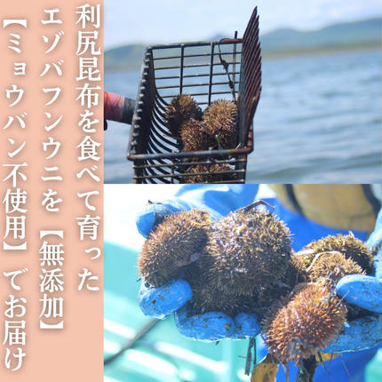 北海道紋別市のふるさと納税 20-323 生 うに 紋別コムケ湖産 ミョウバン不使用 100g（100g×1個）