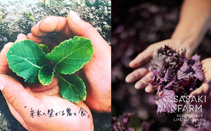 北海道洞爺湖町のふるさと納税 【セゾン限定】旬の野菜詰め合わせ ～ありがとうBOX2026・小～ 12月1日～1月31日頃お届け 先行予約 北海道 野菜 やさい 詰め合わせ セット 北海道産 常備菜 加工品 自然栽培 佐々木ファーム 産地直送 洞爺湖町