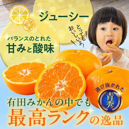 和歌山県湯浅町のふるさと納税 【2026年先行予約】「高級 田村みかん」 青秀 約5kg Sサイズ 和歌山県有田産 有田みかん_U6241n