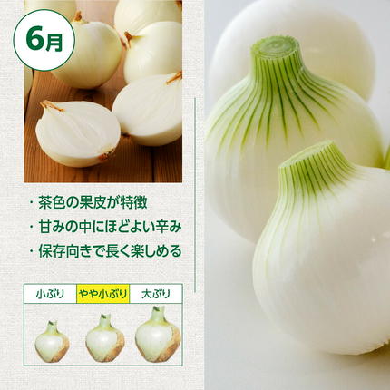 愛知県碧南市のふるさと納税 【5/31まで受付】(2027年発送) ≪『満天☆青空レストラン』で紹介されました！≫新玉ねぎ 生がおいしい 神重農産のブランド玉ねぎ「旬玉」5kg ブランド玉ねぎ 玉ねぎ 国産 愛知県産 野菜 やさい 農家直送 畑直送 旬 期間限定 たまねぎ 旬 特産 高評価 高リピート 人気 H105-220
