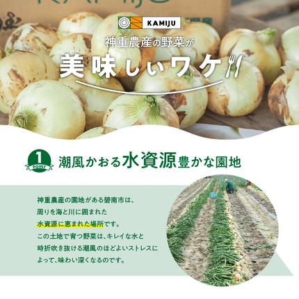 愛知県碧南市のふるさと納税 【5/31まで受付】(2027年発送) ≪『満天☆青空レストラン』で紹介されました！≫新玉ねぎ 生がおいしい 神重農産のブランド玉ねぎ「旬玉」5kg ブランド玉ねぎ 玉ねぎ 国産 愛知県産 野菜 やさい 農家直送 畑直送 旬 期間限定 たまねぎ 旬 特産 高評価 高リピート 人気 H105-220