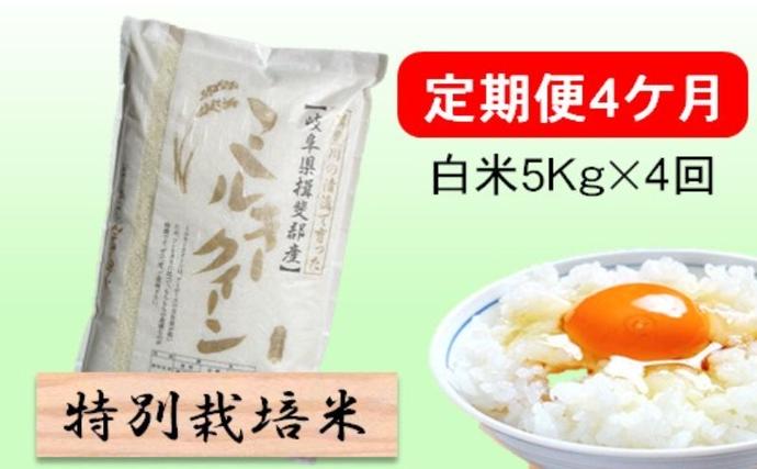 定期便 4カ月【 令和8年産 】毎月  白