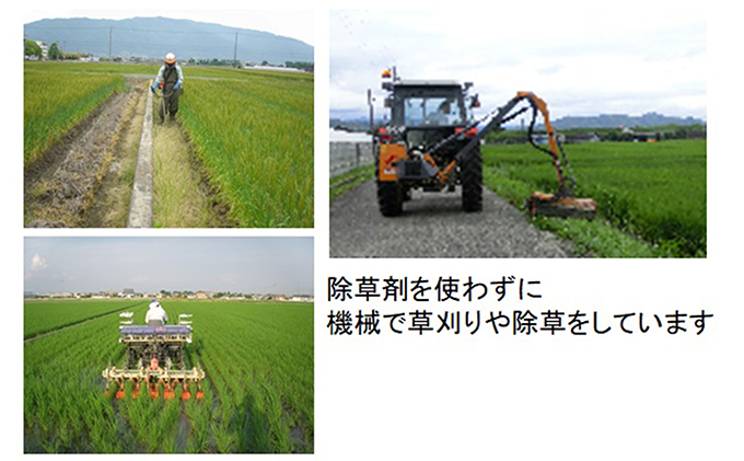 岐阜県池田町のふるさと納税 定期便 4カ月【 令和8年産 】毎月  白米 5kg【 ミルキークイーン 】