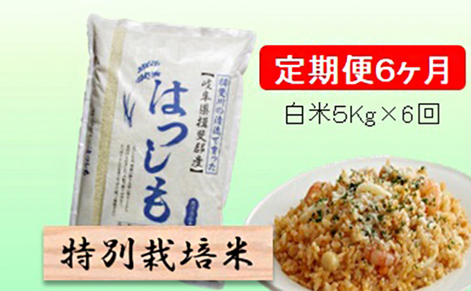 定期便 6カ月【 令和8年産 】毎月  白