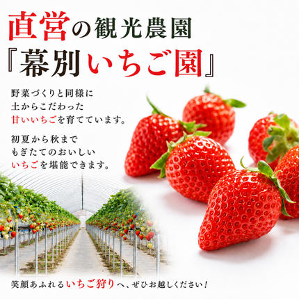 先行予約/2026年］もぎたてとうもろこし黄・白 計18～20本セット