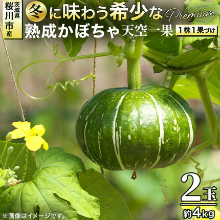 ≪ 2026年 収穫分 ≫ 桜川市産 高級かぼちゃ 天空一果 2玉 先行予約