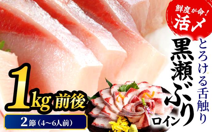 [2026年11月発送]活じめ!黒瀬ぶりの生鮮ブリロイン2節(1.0kg前後)刺身 海鮮 海産物 魚 水産物 海鮮丼 ぶりしゃぶ 生食 冷蔵 しゃぶしゃぶ 国産 ブリ 贈答用 おすそ分け お刺身 食品 お歳暮 ぶり大根 鮮魚 人気_K001-012-11