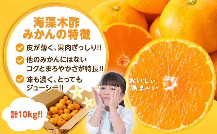 セゾン限定】訳あり 海藻木酢みかん 計 10kg 以上 傷み補償分入り
