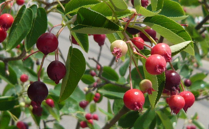 福岡県朝倉市のふるさと納税 苗木 特大サイズ ジューンベリーの木 鉢植え ブラウン鉢 1個 植物 ガーデン ※配送不可:北海道、沖縄、離島