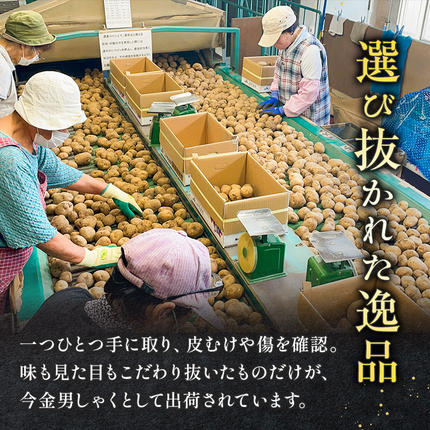 TVで紹介！【先行予約】今金男しゃく（Lサイズ）約10kg【GI認証取得