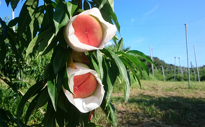 香川県東かがわ市のふるさと納税 桃 瀬戸の天使 香る桃 5～9玉 3kg 旬の桃 もも モモ ピーチ フルーツ 果物 くだもの 果実 旬の果物 旬のフルーツ 香川 香川県 東かがわ市