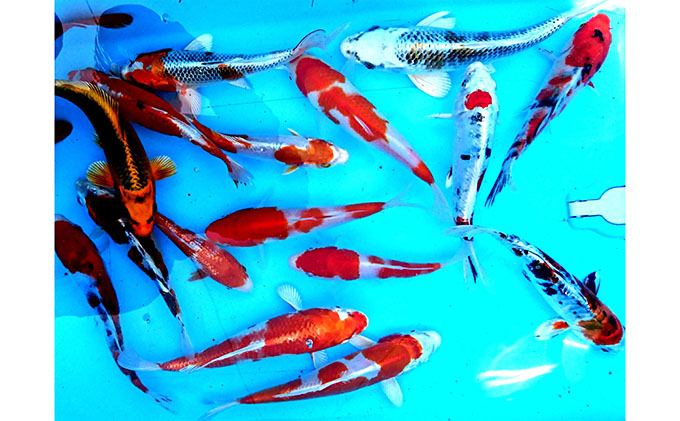 香川県東かがわ市のふるさと納税 泳ぐ宝石 　観賞用錦鯉 生き物