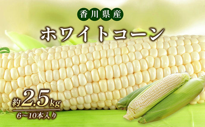 香川県東かがわ市のふるさと納税 ホワイトコーン 約2.5kg 野菜 とうもろこし 野菜セット