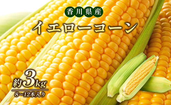 香川県東かがわ市のふるさと納税 イエローコーン 約3kg 野菜 とうもろこし 野菜セット
