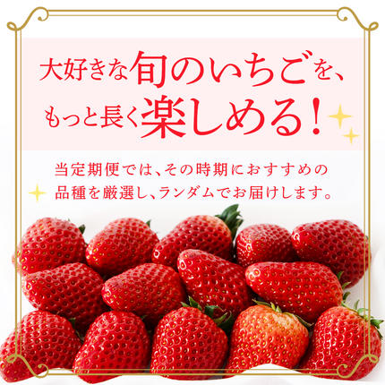 茨城県つくばみらい市のふるさと納税 【定期便】旬ないちご品種おまかせ3ヶ月連続お届け便 （約250g×4パック）×3回【2027年1月から発送開始】（茨城県共通返礼品 [いちご]：城里町産）果物 くだもの フルーツ イチゴ 苺 旬 品種おまかせ 人気 [FC26-NT]
