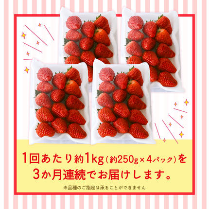 茨城県つくばみらい市のふるさと納税 【定期便】旬ないちご品種おまかせ3ヶ月連続お届け便 （約250g×4パック）×3回【2027年1月から発送開始】（茨城県共通返礼品 [いちご]：城里町産）果物 くだもの フルーツ イチゴ 苺 旬 品種おまかせ 人気 [FC26-NT]