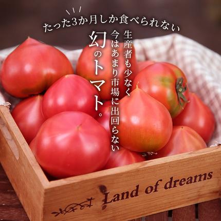 愛知県碧南市のふるさと納税 【お試し】 たった3ヶ月しか食べられない 幻 フルーツ トマト ファーストトマト 容量 約700g 特に美味しい 3月 ～ 5月 限定発送 長田農園 完全木熟栽培 果皮 薄い もっちり食感 甘い リコピン 野菜 碧南市 送料無料 H004-182