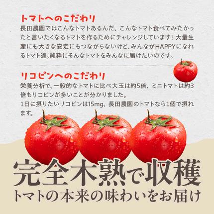愛知県碧南市のふるさと納税 【お試し】 たった3ヶ月しか食べられない 幻 フルーツ トマト ファーストトマト 容量 約700g 特に美味しい 3月 ～ 5月 限定発送 長田農園 完全木熟栽培 果皮 薄い もっちり食感 甘い リコピン 野菜 碧南市 送料無料 H004-182