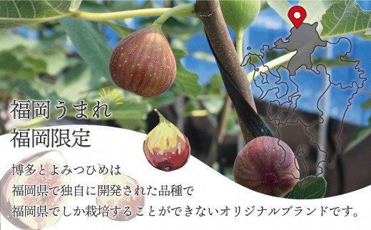 福岡県福津市のふるさと納税 【2026年8月より順次発送】福岡県産とよみつひめ　約300g×4パック[G2223]