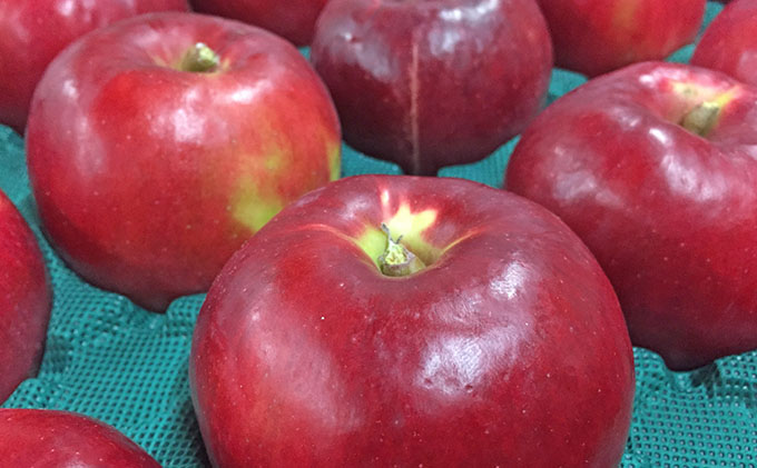 北海道仁木町のふるさと納税 峠のふもと紅果園の完熟！リンゴジュース180ml×10本セット 飲料類 果汁飲料 りんご 林檎 ジュース [峠のふもと紅果園]