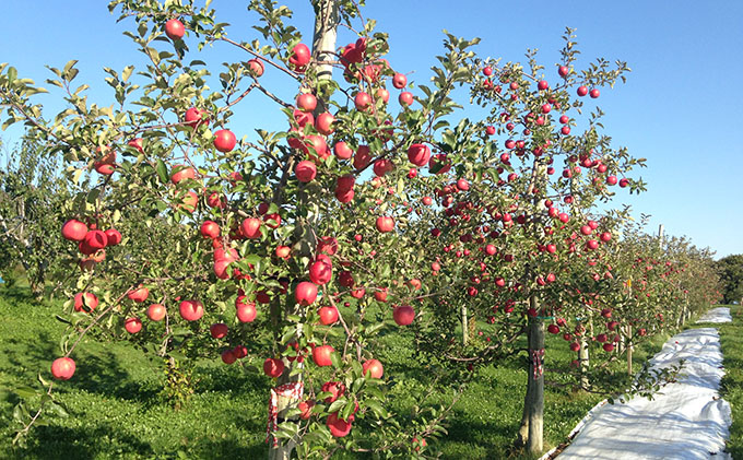 北海道仁木町のふるさと納税 峠のふもと紅果園の完熟！リンゴジュース180ml×10本セット 飲料類 果汁飲料 りんご 林檎 ジュース [峠のふもと紅果園]