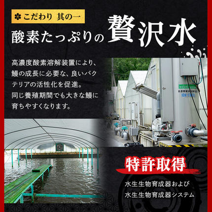鹿児島県志布志市のふるさと納税 日ノ本一の鰻の蒲焼き＜特大＞3尾セット(計705g以上) c2-009