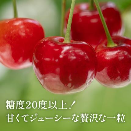 北海道仁木町のふるさと納税 先行受付 北海道 仁木町産 ジャンボサイズ さくらんぼ 【 南陽 】 2Lサイズ以上 300g×2パック 計600g　サクランボ チェリー フルーツ 果物 果物類  仁木町 仁木 [嶋田茂農園匠]