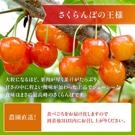 北海道仁木町のふるさと納税 [先行受付] さくらんぼ  佐藤錦 さくらんぼ Lサイズ以上 600g（300g×2パック）化粧箱入 サクランボ チェリー フルーツ 果物 果物類 贈答品 ギフト 北海道 仁木町 仁木 [小林信幸]