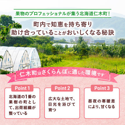 北海道仁木町のふるさと納税 先行受付 さくらんぼ 佐藤錦 300g×2P 計600g Lサイズ 北海道 仁木町　国産 旬のフルーツ 旬の果物 デザートサクランボ チェリー フルーツ 果物 果物類 仁木 [カムナビファーム]