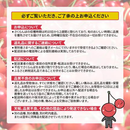 北海道仁木町のふるさと納税 先行受付 北海道 仁木町産 さくらんぼ (Lサイズ以上）800g～900g 佐藤錦 又は 紅秀峰　サクランボ チェリー フルーツ 果物 果物類 ギフト仁木町 仁木 [くだものの笠井園]