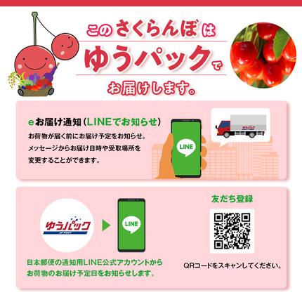 北海道仁木町のふるさと納税 先行受付 北海道 仁木町産 さくらんぼ (Lサイズ以上）800g～900g 佐藤錦 又は 紅秀峰　サクランボ チェリー フルーツ 果物 果物類 ギフト仁木町 仁木 [くだものの笠井園]