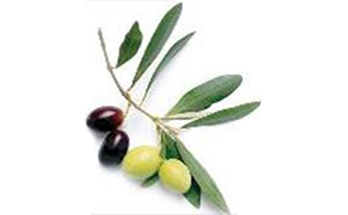 香川県土庄町のふるさと納税 【 小豆島 】スパークリング・オリーブ　12本セット お酒 洋酒 リキュール類