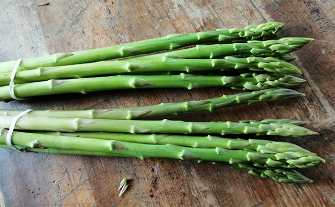 香川県東かがわ市のふるさと納税 少し訳ありSWANの特選アスパラ1kg【さぬきのめざめ】 野菜 野菜セット アスパラガス 訳ありアスパラ