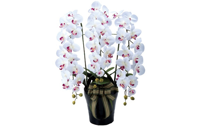 静岡県浜松市のふるさと納税 光の楽園　ロイヤル胡蝶蘭W/AB【配送不可：北海道・沖縄・離島】 植物 造花