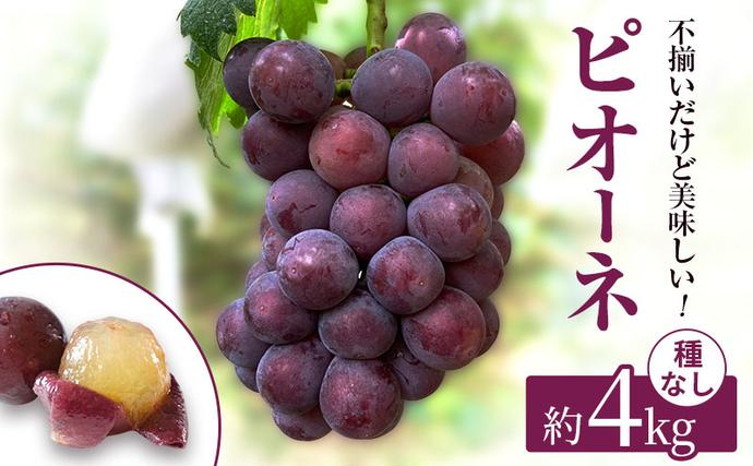 岡山県高梁市のふるさと納税 訳あり 辻葡萄園 の ニュー ピオーネ ご家庭用 満杯詰め 約4kg 岡山県産 ぶどう 葡萄 果物 フルーツ 2026年 先行予約 果物類