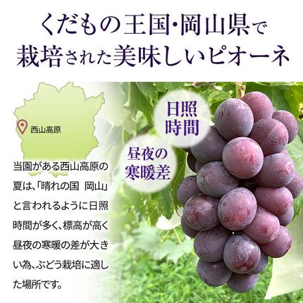 岡山県高梁市のふるさと納税 訳あり 辻葡萄園 の ニュー ピオーネ ご家庭用 満杯詰め 約4kg 岡山県産 ぶどう 葡萄 果物 フルーツ 2026年 先行予約 果物類