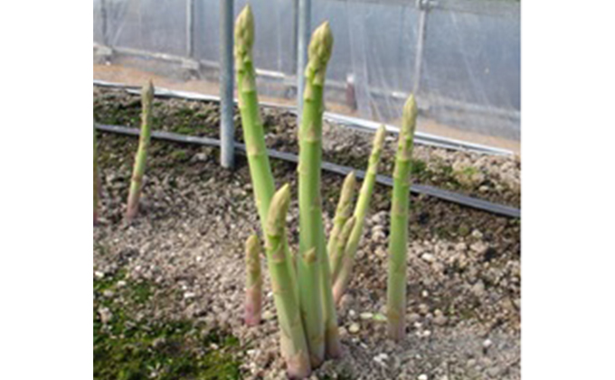 香川県綾川町のふるさと納税 香川県オリジナルアスパラガス「さぬきのめざめ」夏芽 約1.5kg 野菜