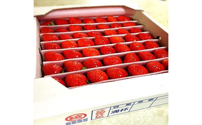 香川県綾川町のふるさと納税 【1月～順次発送】さぬきひめ苺　つる付き約1kg 果物類 いちご イチゴ