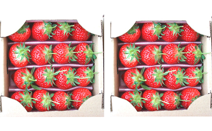 香川県綾川町のふるさと納税 【3ヶ月定期便】つる付きさぬきひめ苺（約400g×2箱）×3回 果物類 いちご イチゴ