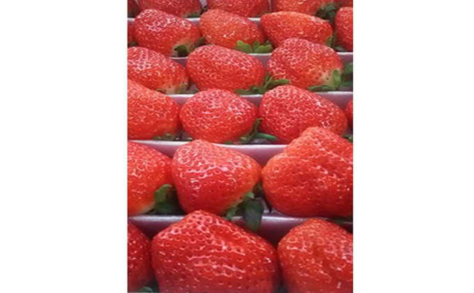 香川県綾川町のふるさと納税 【1月～順次発送】さぬきひめ苺　つる付き約1kg 果物類 いちご イチゴ